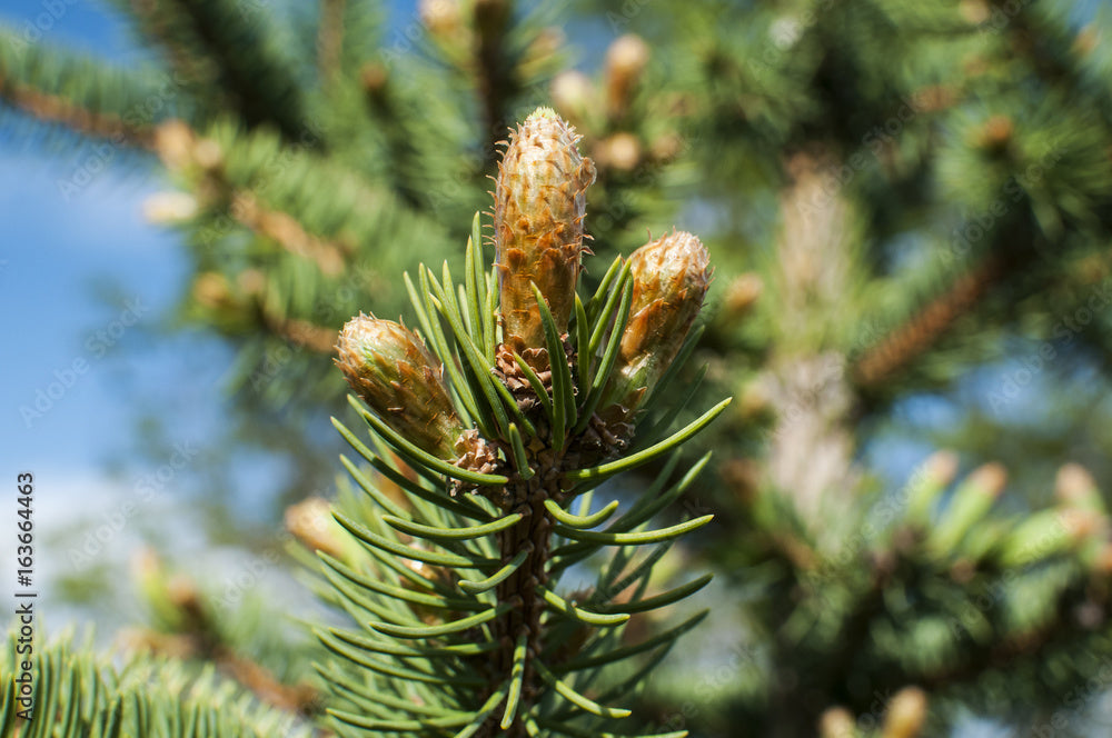 Concolor Fir Seedlings
