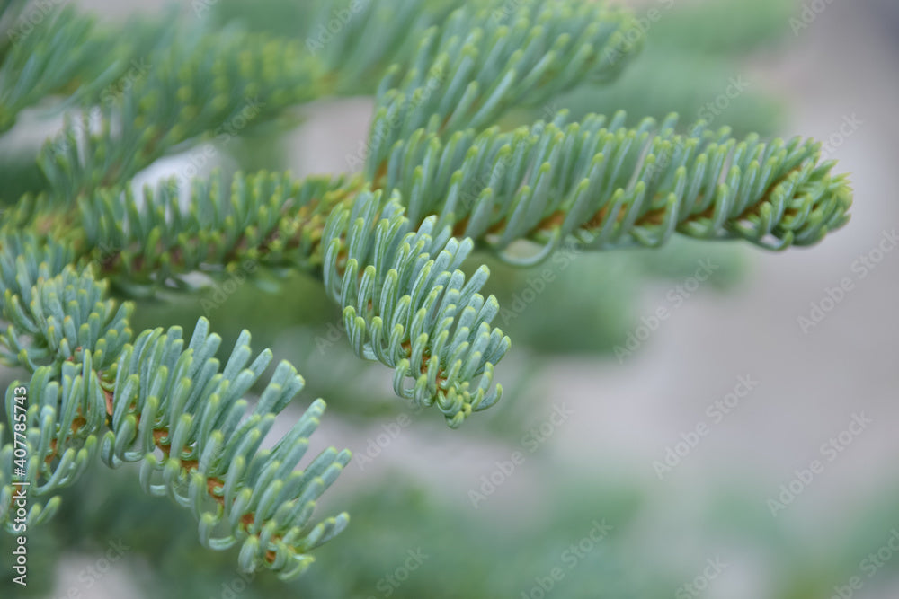 Noble Fir Seedlings