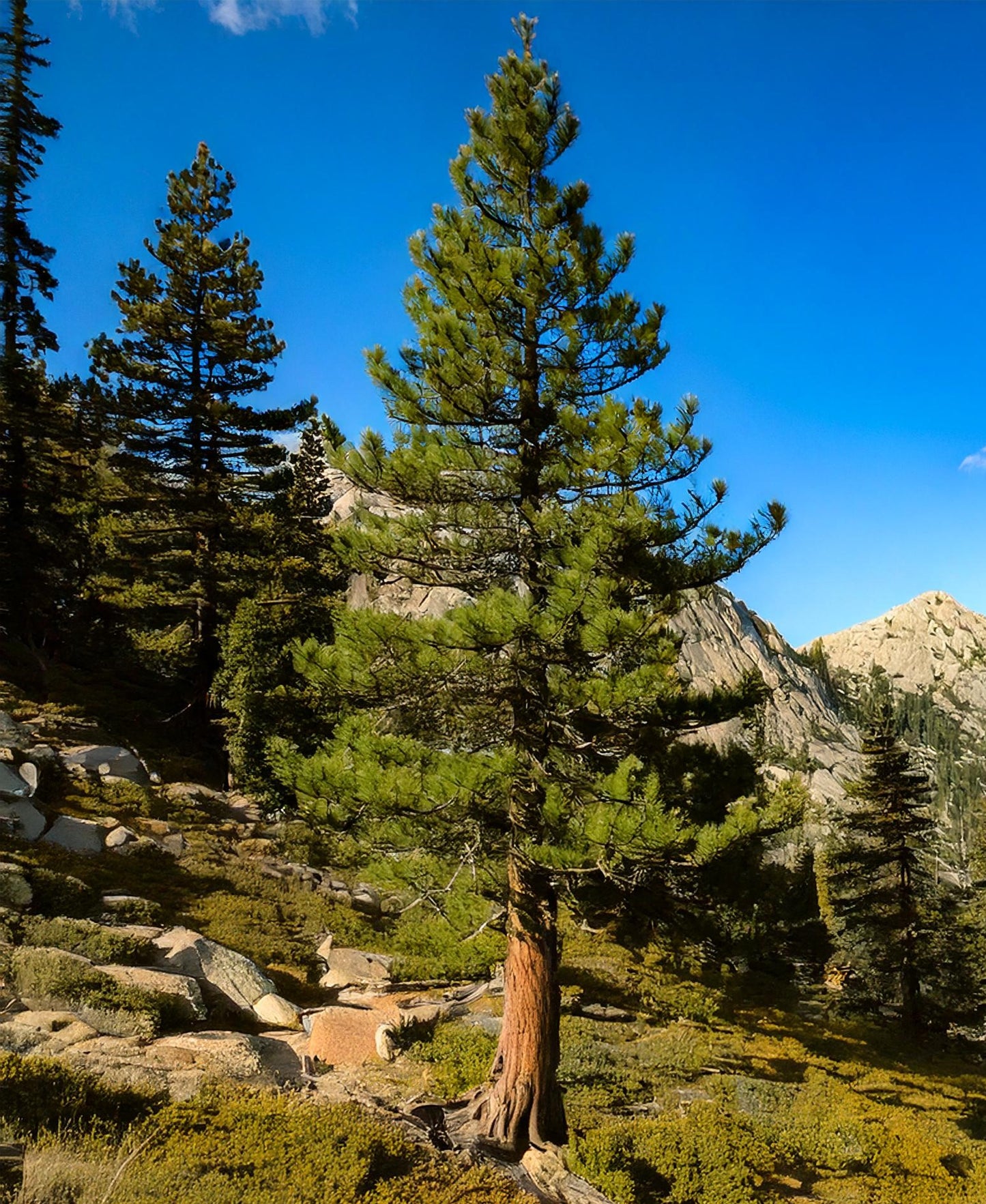 A single hardy Jeffrey Pine evergreen tree growing on a rocky hillside.