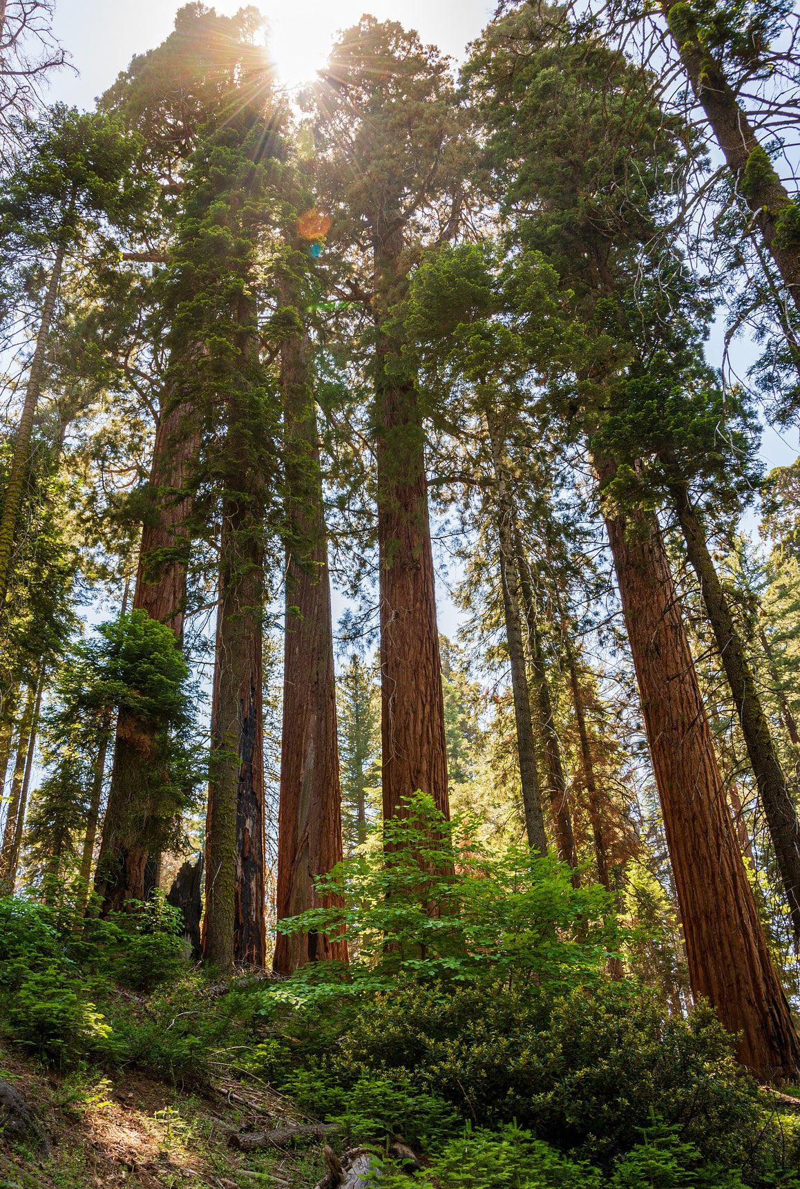 Sunlight filtering through the dense foliage of Giant Sequoia evergreen trees in a forest setting.