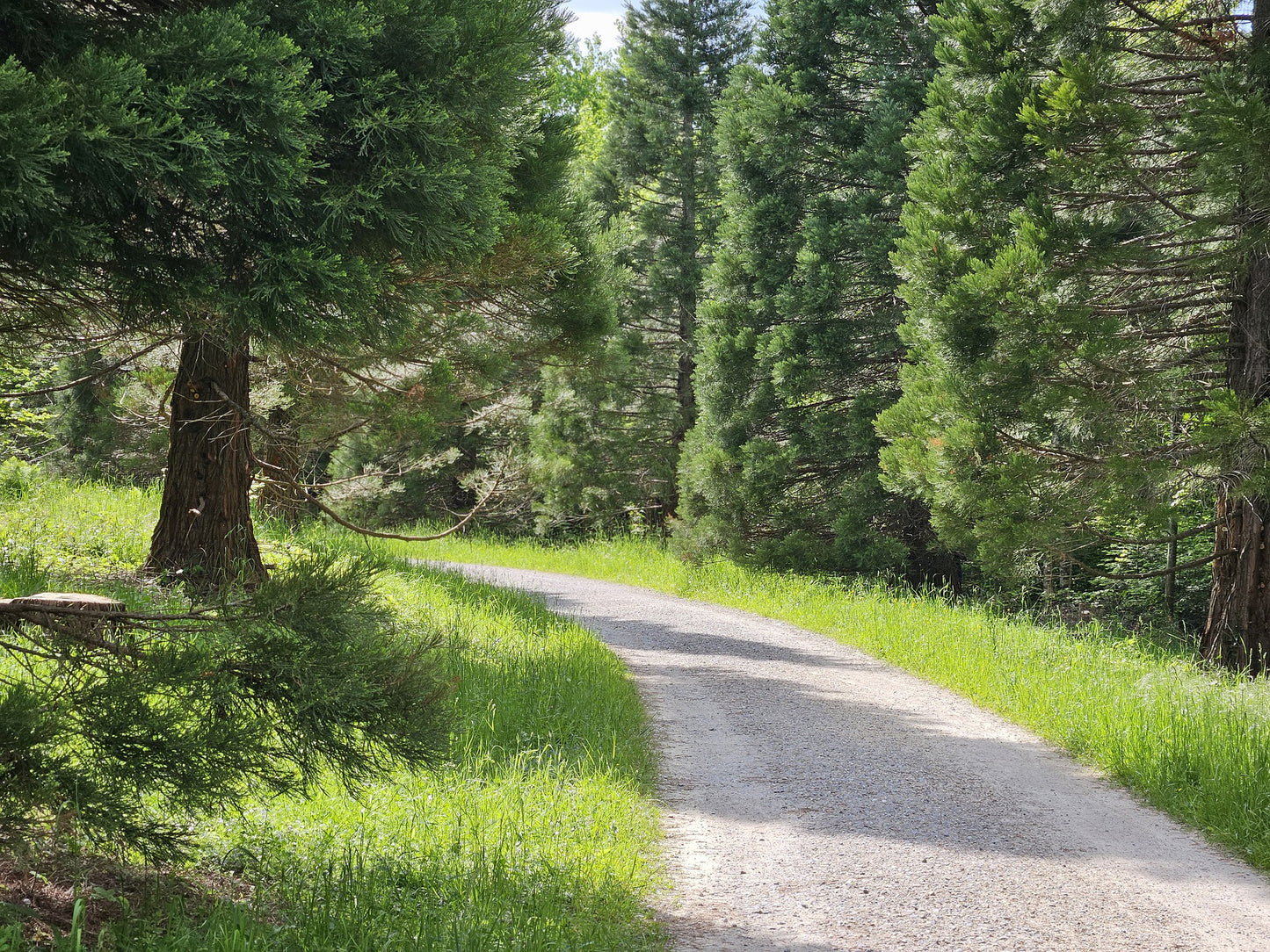 Example of giant sequoias being used as a windbreak along a trail.