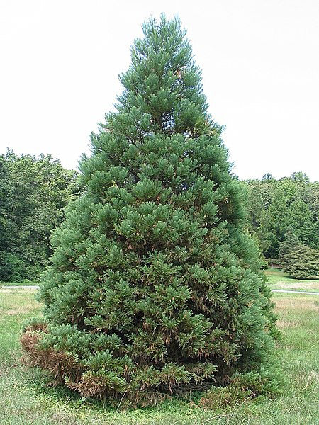 Solitary young Giant Sequoia evergreen tree in a field.
