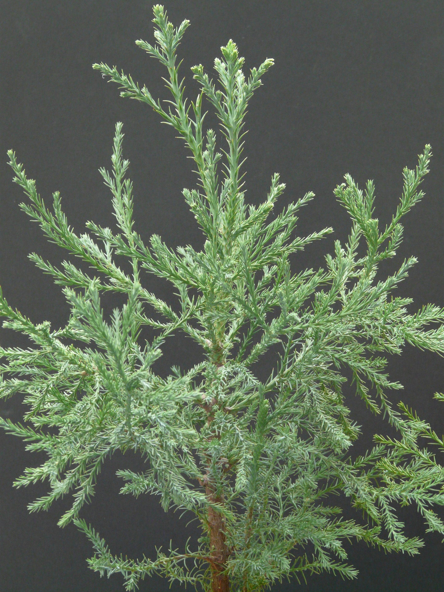 Closeup of Giant Sequoia branch and needles.