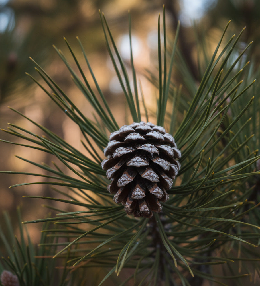 Lodgepole Pine Seedlings