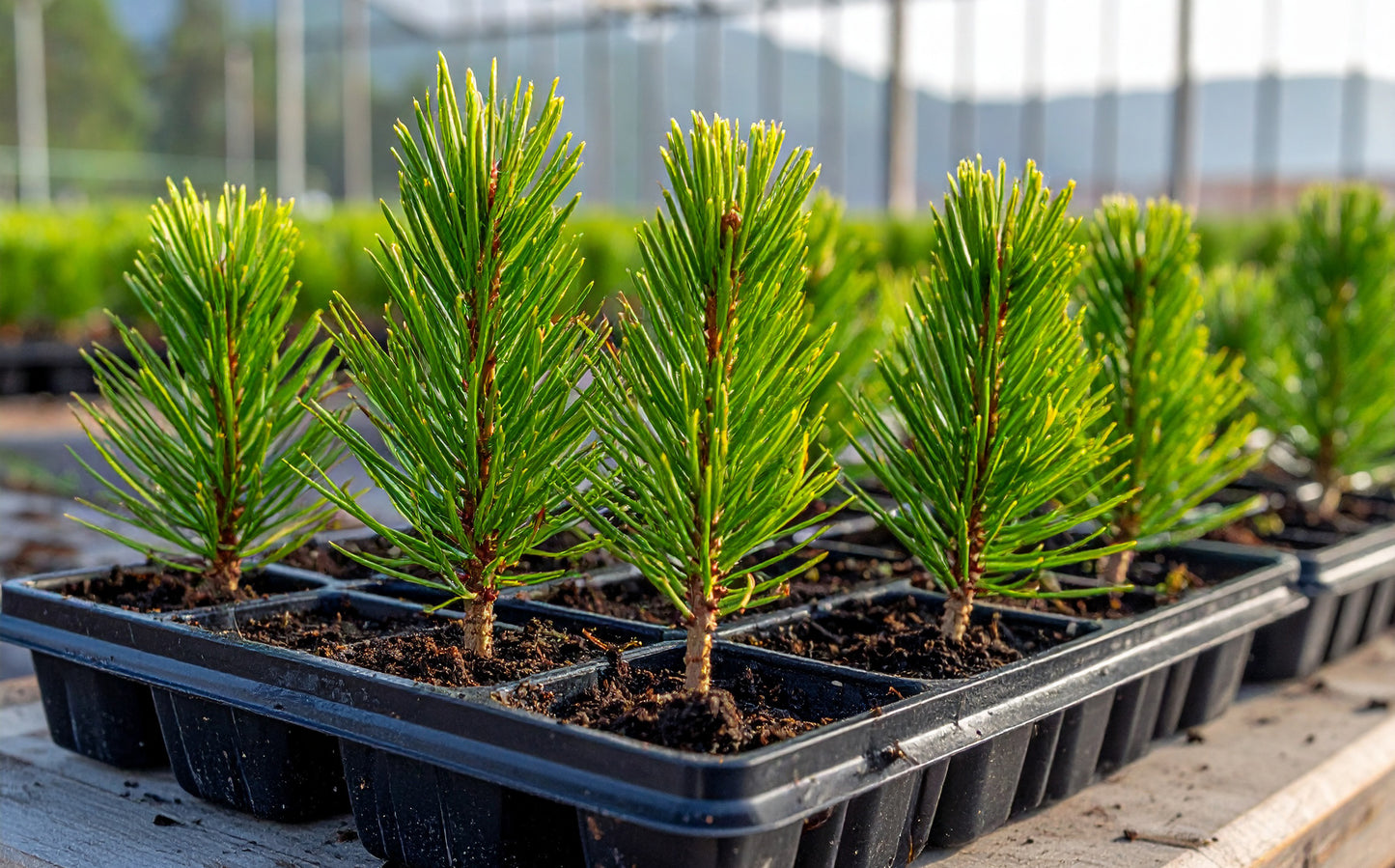 Lodgepole Pine Seedlings