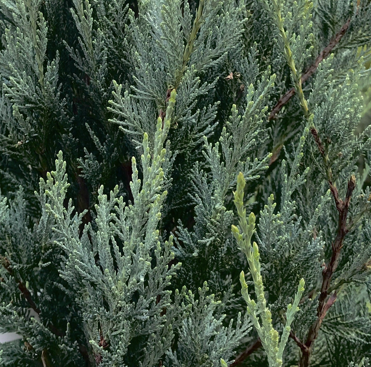 Closeup of Eastern Red Cedar branch needles.