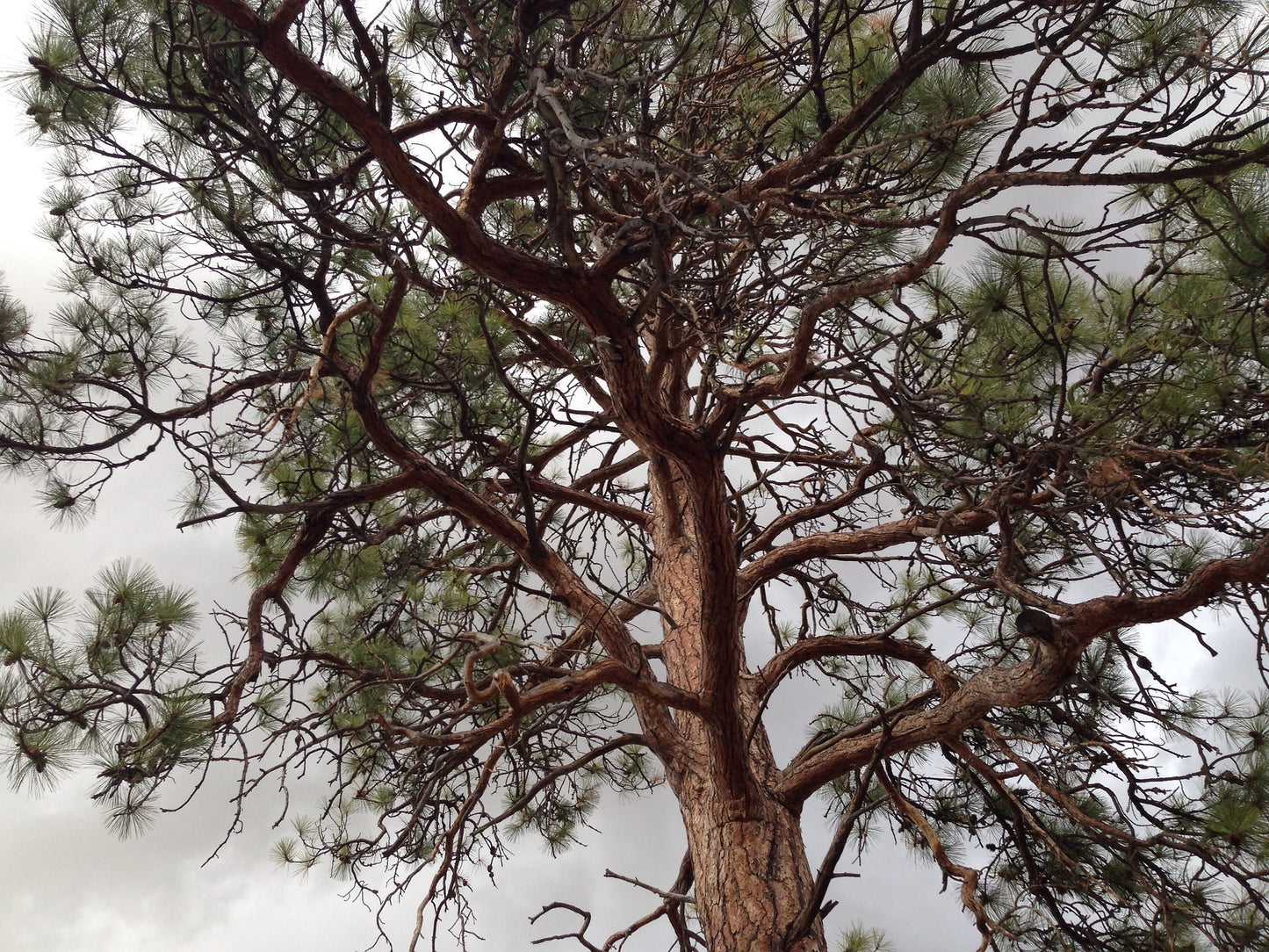 A tall Willamette Valley Ponderosa Pine tree with a broad canopy.