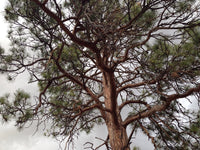 Ponderosa Pine Seedlings - Willamette Valley