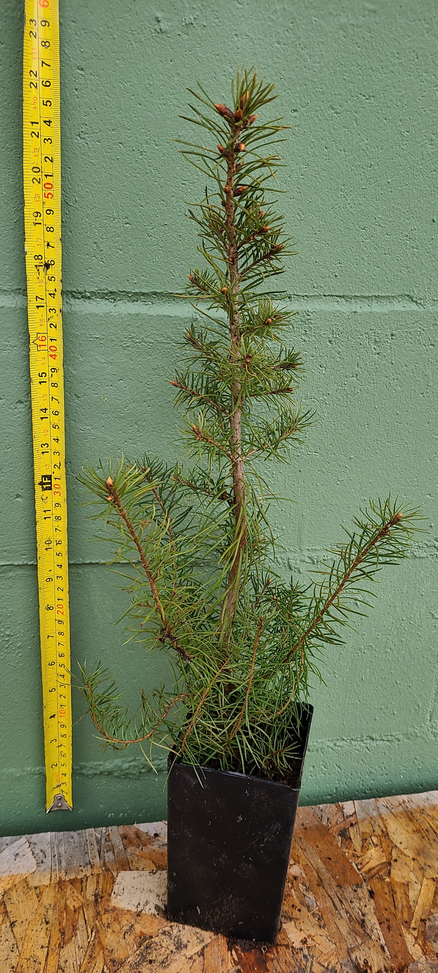 Actual product example of Rocky Mountain Douglas Fir potted seedling.