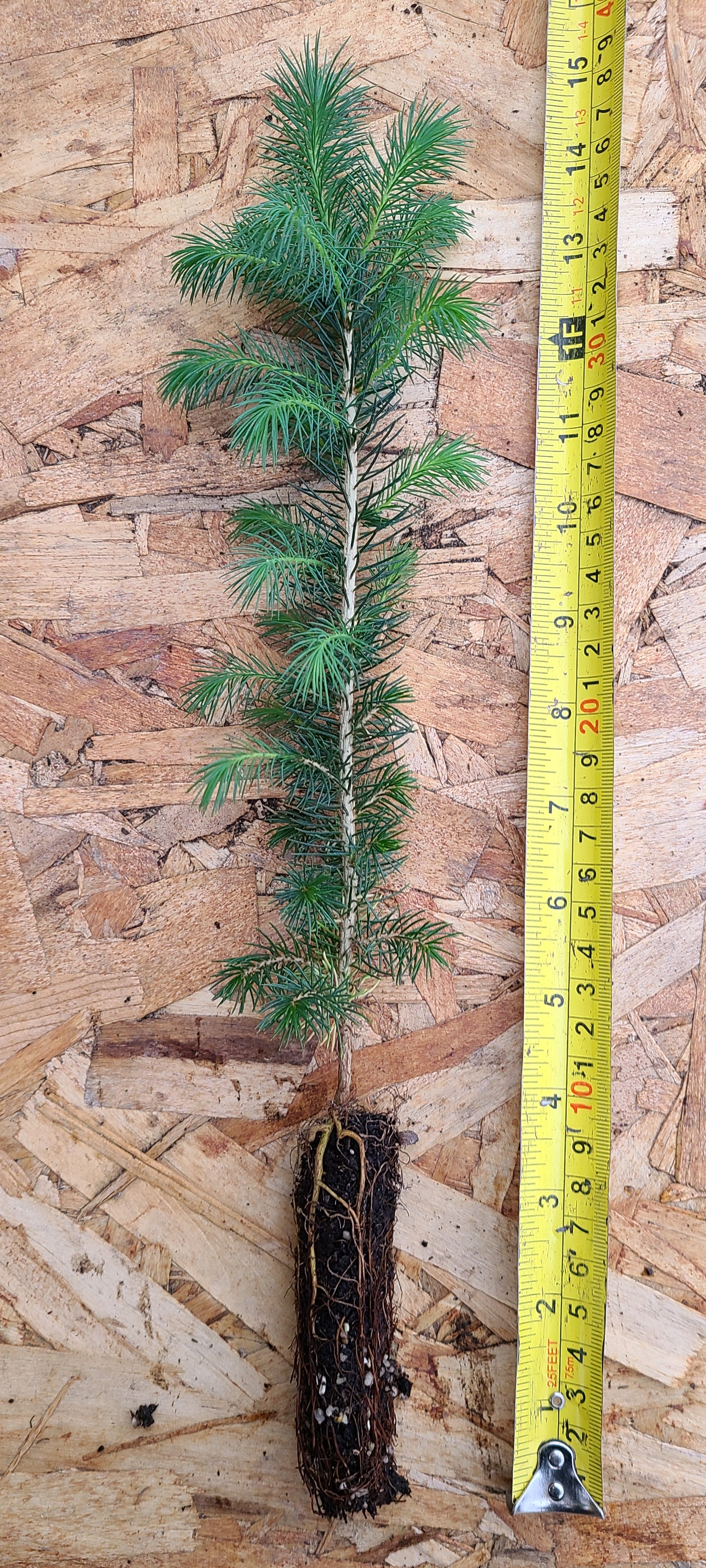 Actual product example of Colorado Blue Spruce seedling.