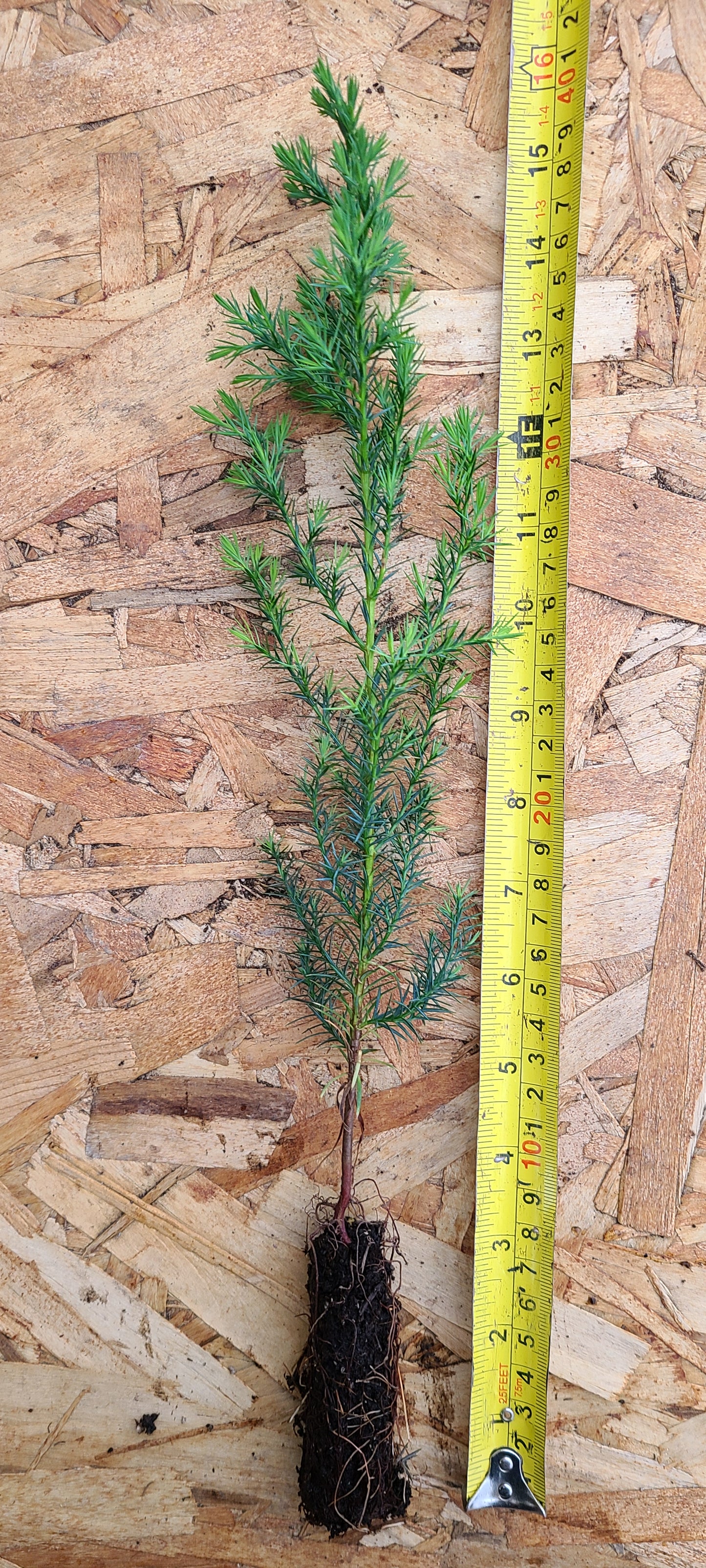Actual product example of Eastern Red Cedar seedling.
