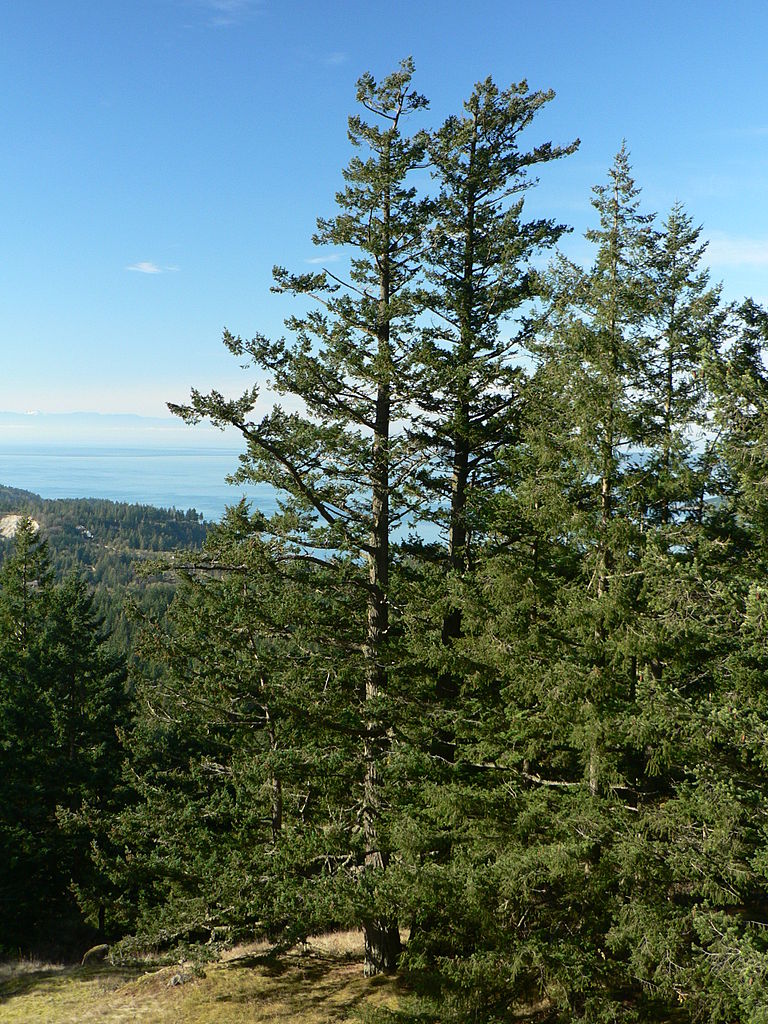Example of natural Pacific Coast Douglas Fir in the coastal mountains.