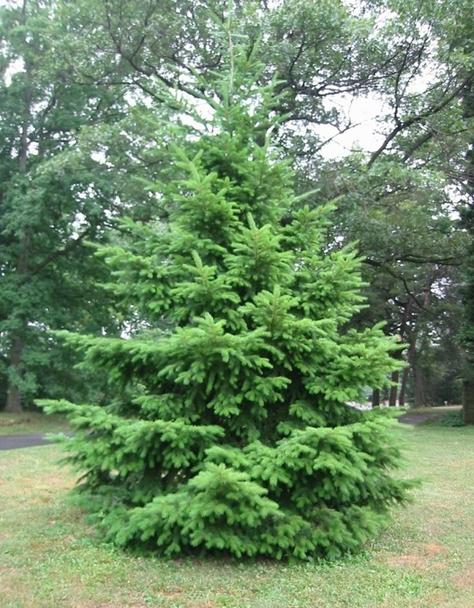 Example of Rocky Mountain Douglas Fir tree.