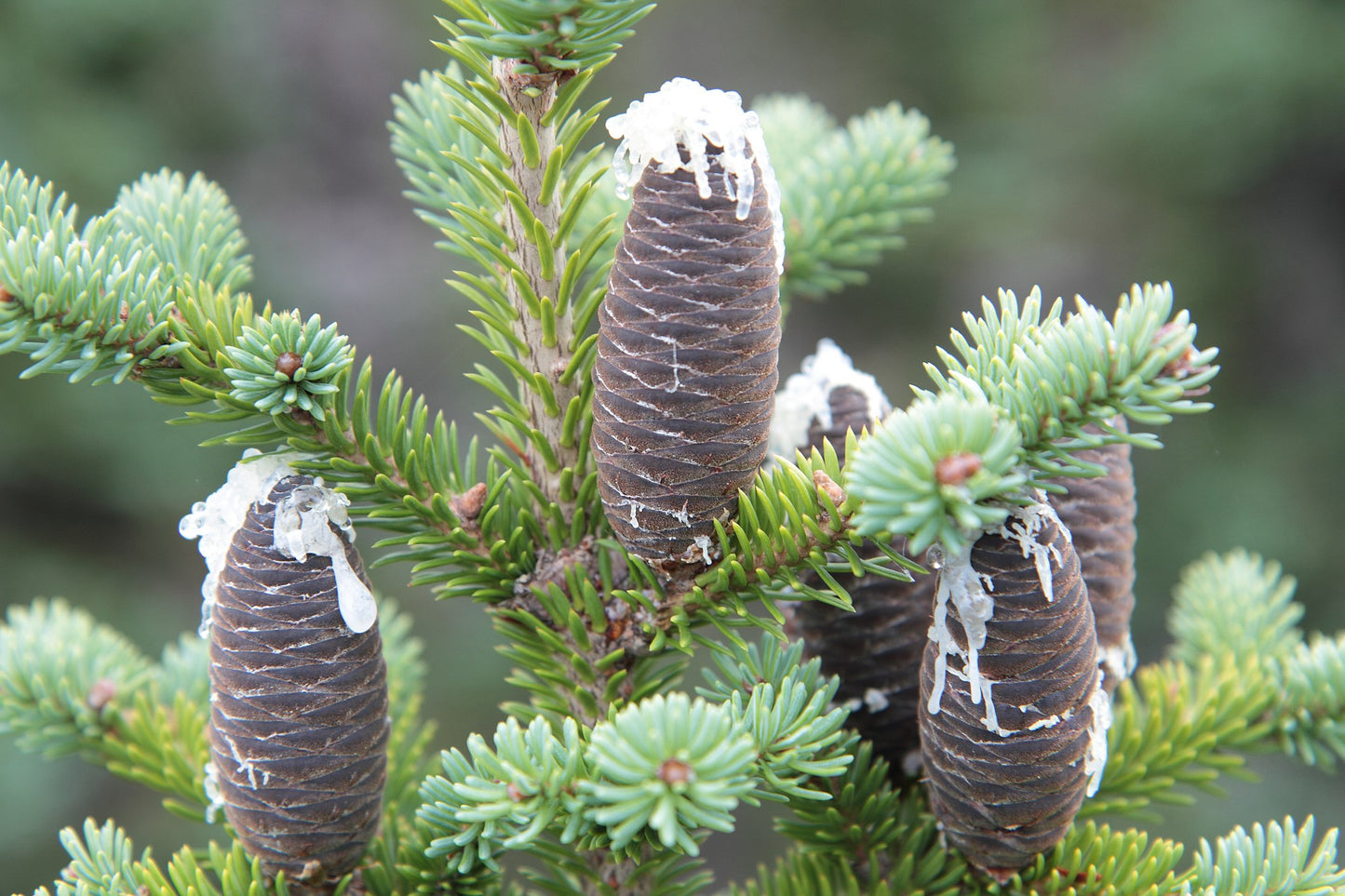Cluster of Balsam Fir cones on a tree with green needles.