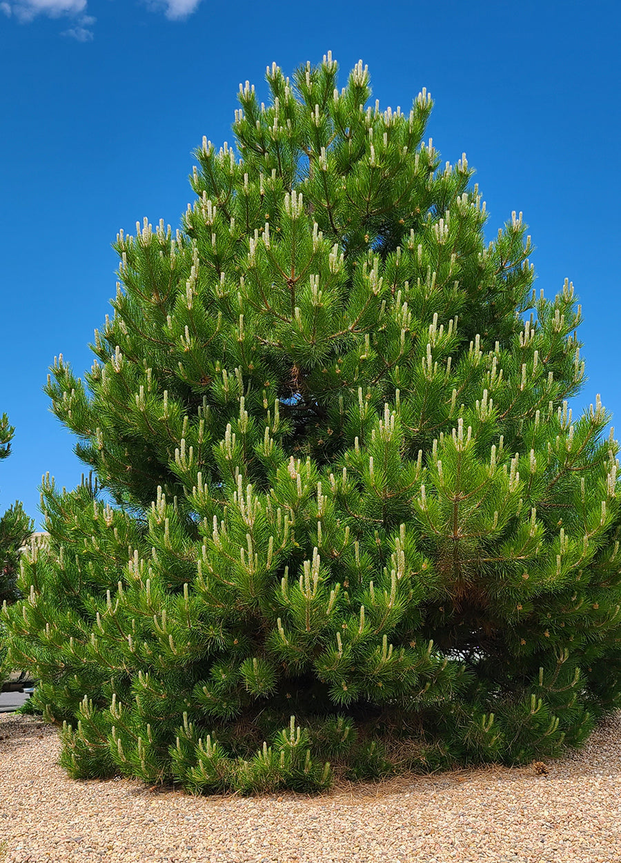 Example of a naturally growing Austrian Pine tree in the spring.