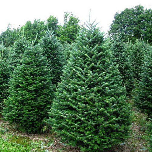 Examples of manicured Balsam Fir trees trimmed for Christmas tree use.