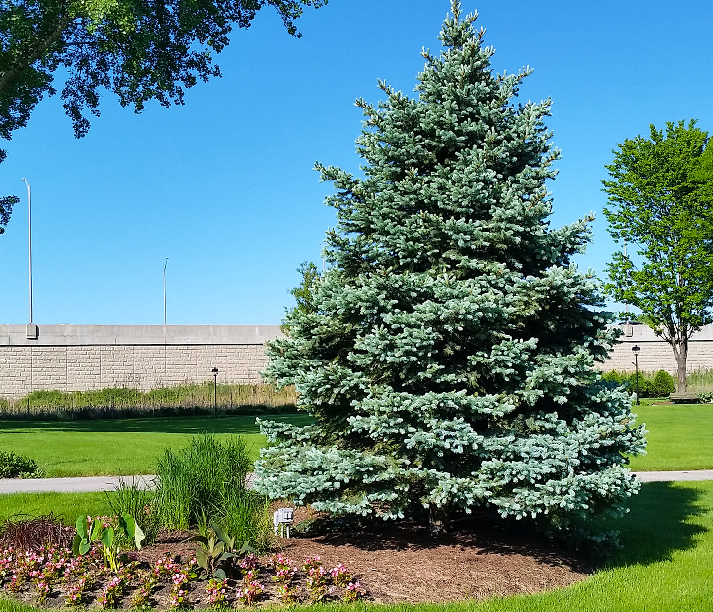 Landscaping example of Colorado Blue Spruce tree with rich blue-green needles.