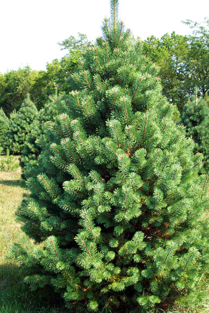 Example of a young naturally growing Scotch Pine tree.