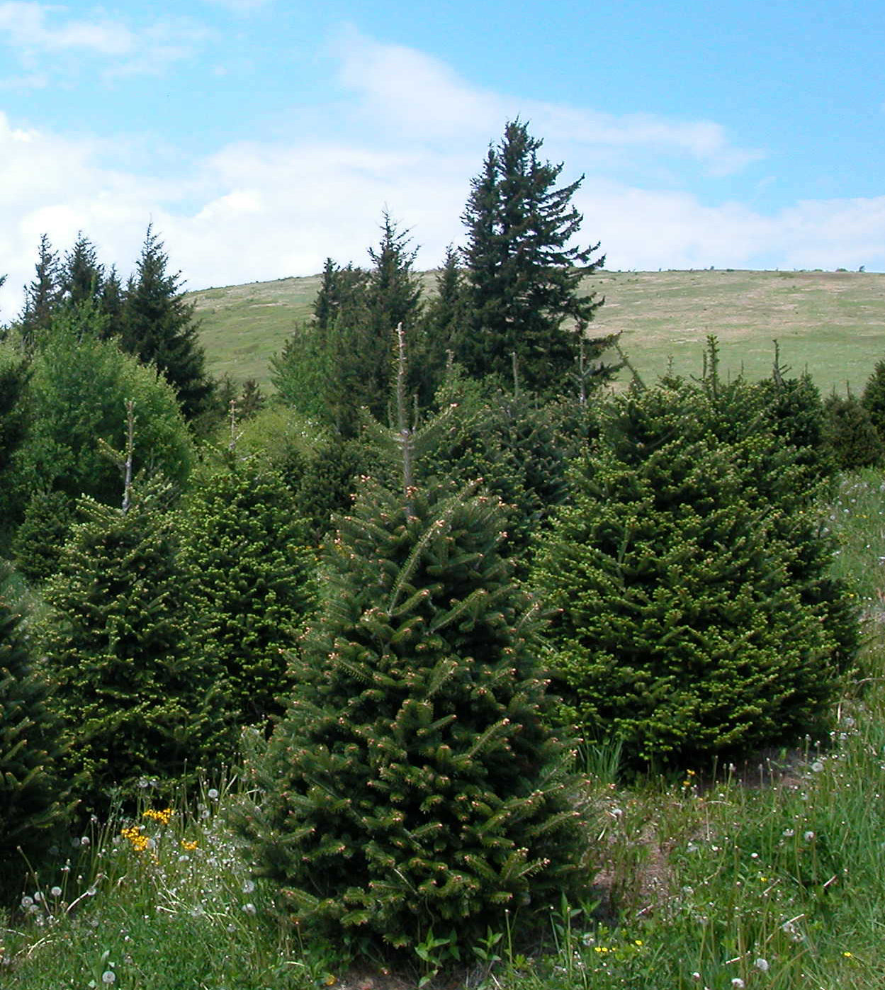 Examples of natural growing Fraser Fir trees in the wild.