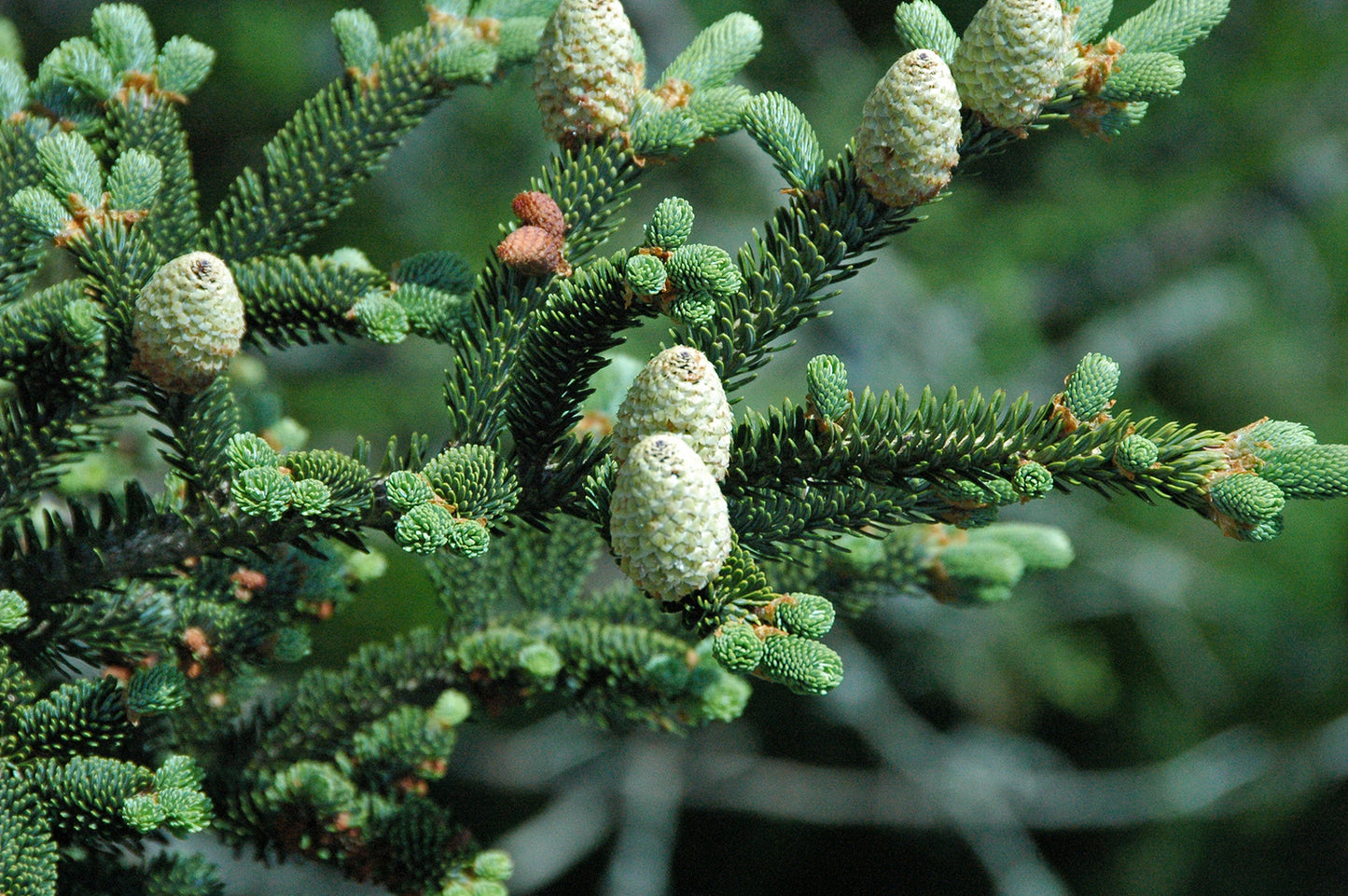 Closeup of Fraser Fir tree branch with needles and cones.