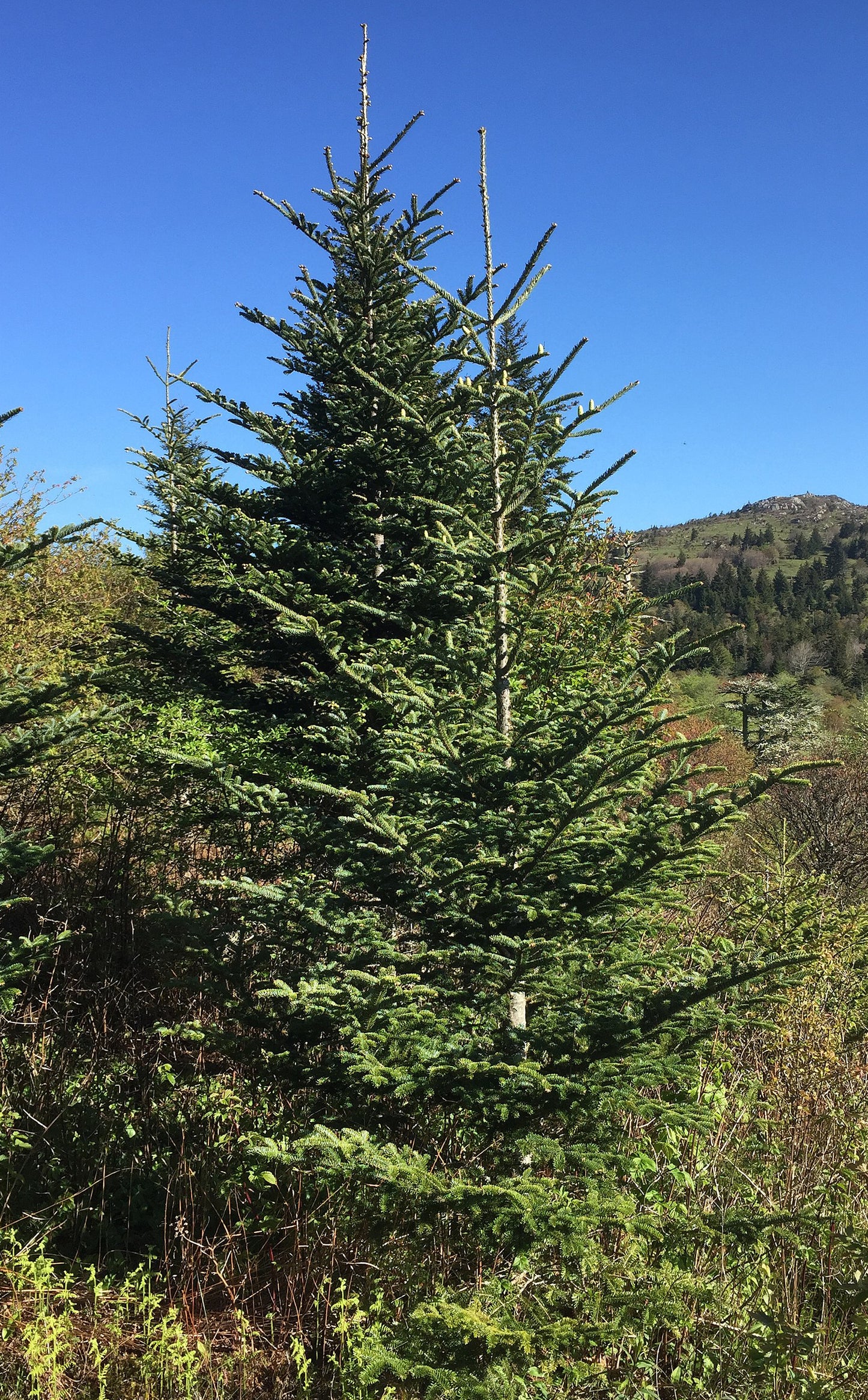 Example of Fraser Fir tree in the wild.