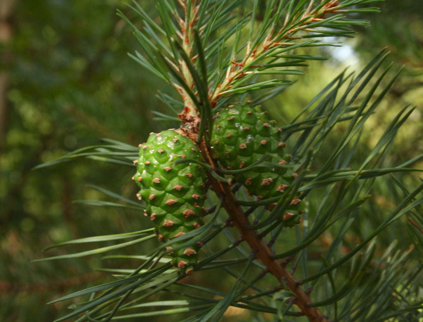 Closeup of a Scotch Pine tree branch with needles and cones.