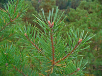 Scotch Pine Seedlings