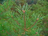 Scotch Pine Seedlings