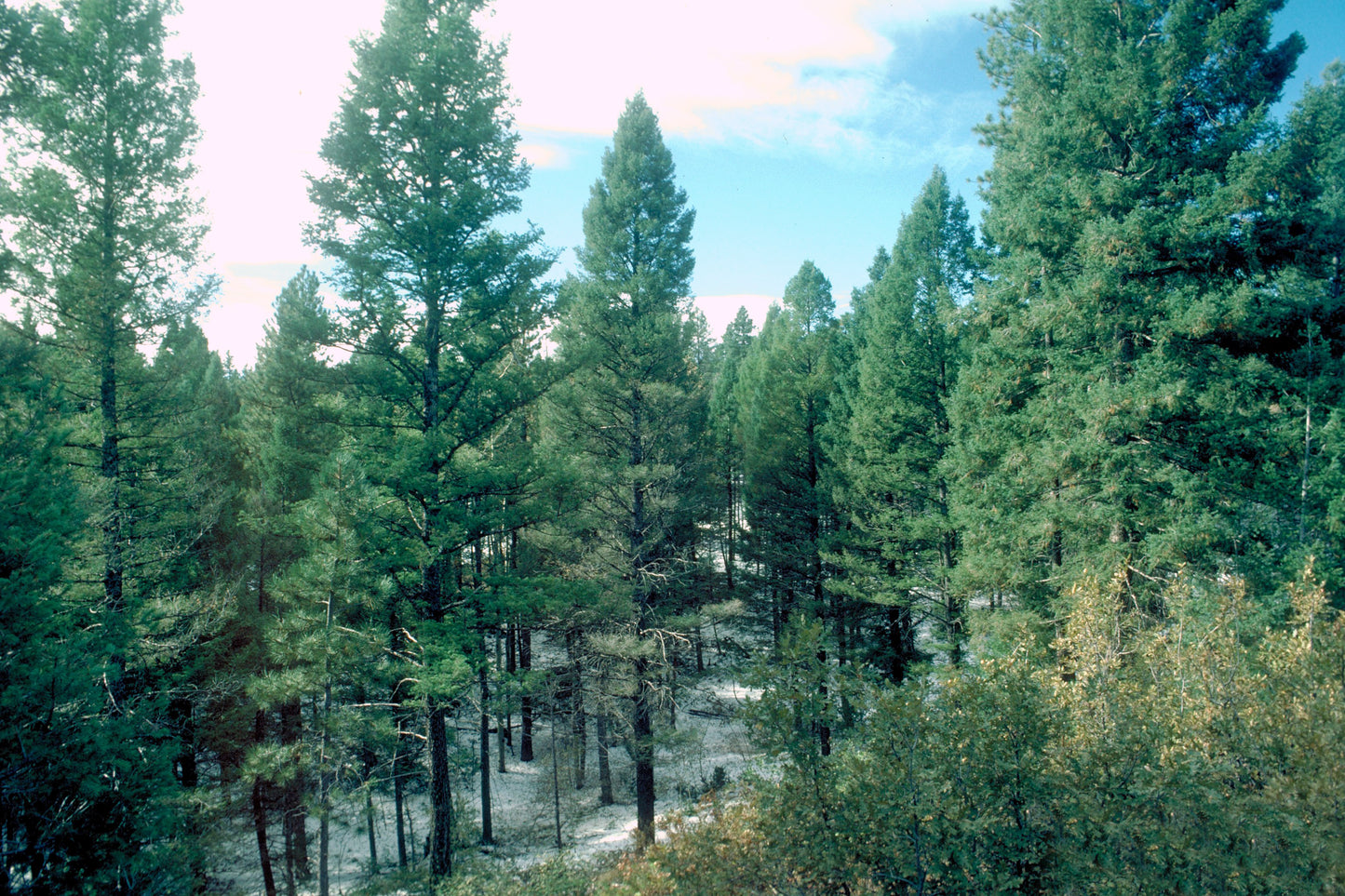 Example of naturally growing Rocky Mountain Douglas Firs in the mountains.