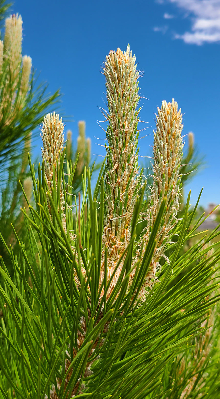 Closeup of Austrian Pine needles and buds.