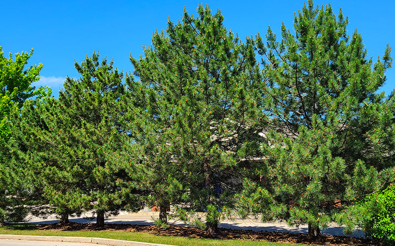 Example of Austrian Pine trees used as windbreaks and privacy screens in landscaping.