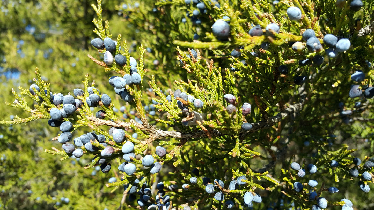 Closeup of Eastern Red Cedar branch needles and seed berries.