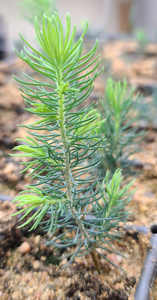 Closeup of a Black Hills Spruce seedling growing in a plug tray.