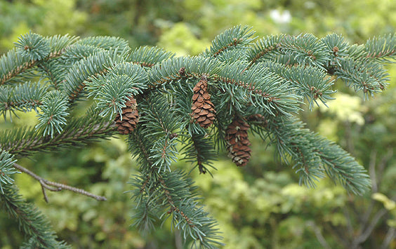 Closeup of a Black Hills Spruce branch needles and cones.