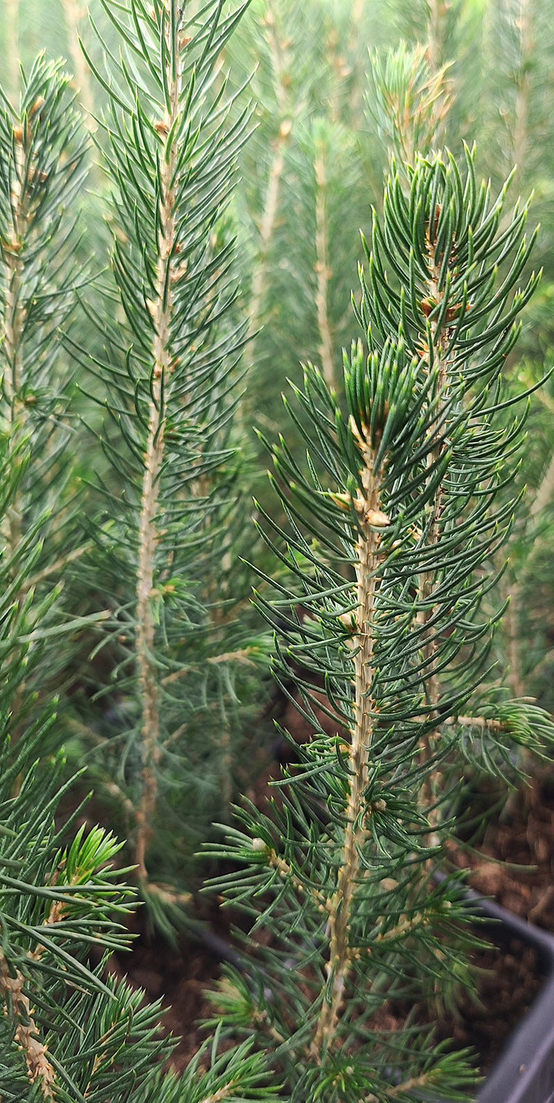 Actual product example of Colorado Blue Spruce seedlings growing in plug trays.