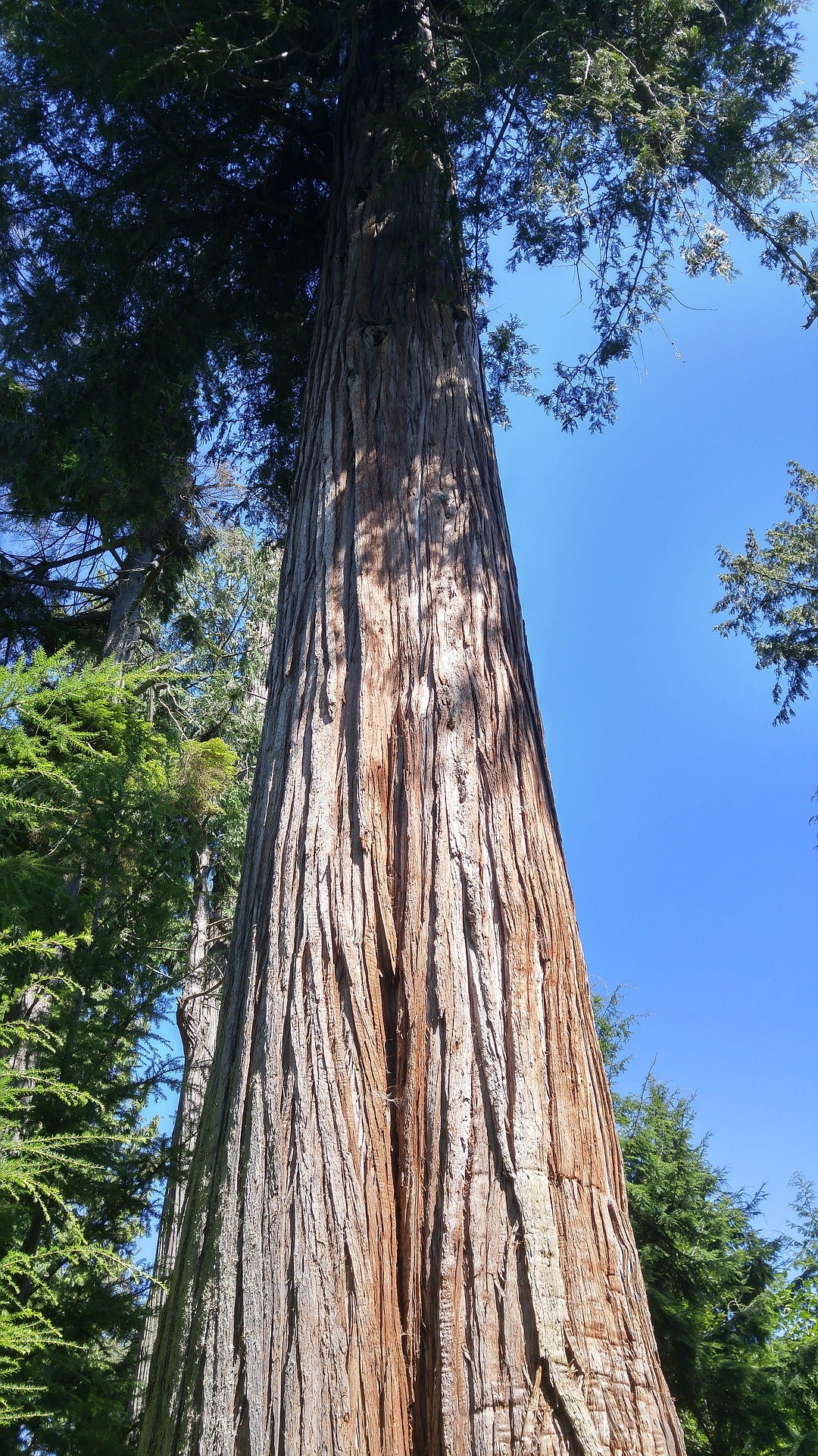 Closeup of a Pacific Coast Douglas Fir tree trunk.