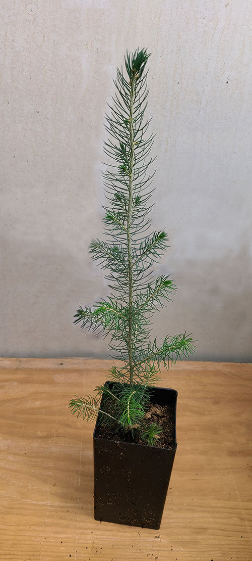 Example of a potted Norway Spruce seedling.