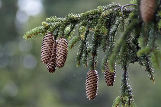 Closeup of Norway Spruce treen branch needles and cones.