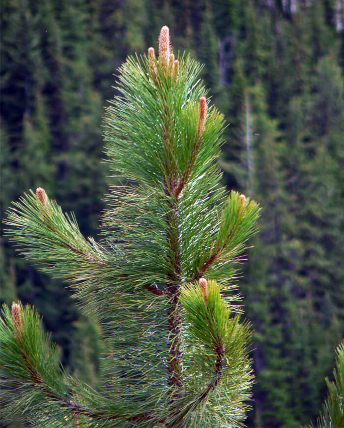 Closeup of a Ponderosa Pine branch short fine needles.
