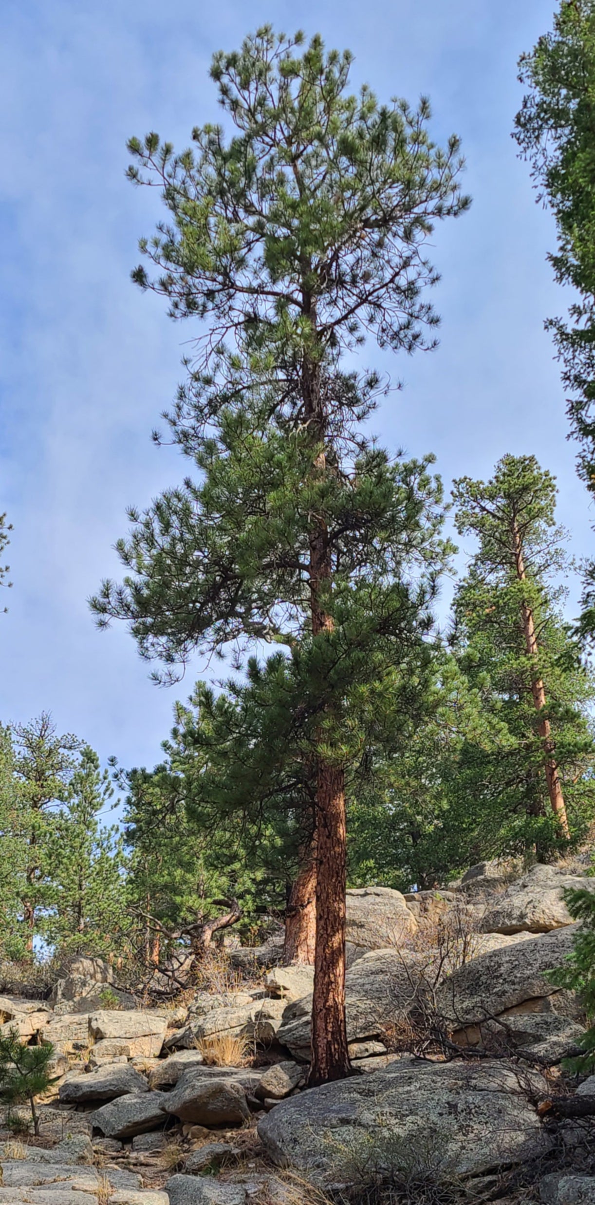 Example of a natural growing Ponderosa Pine tree in a natural rocky environment.