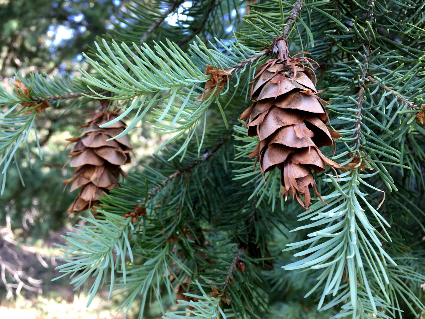Closeup of Rocky Mountain Douglas Fir branch needles and cones.