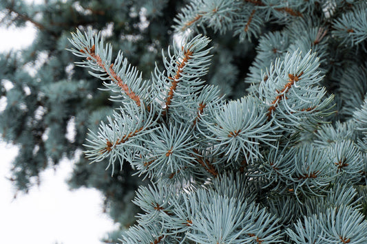 Closeup of Colorado Blue Spruce branch and needles.