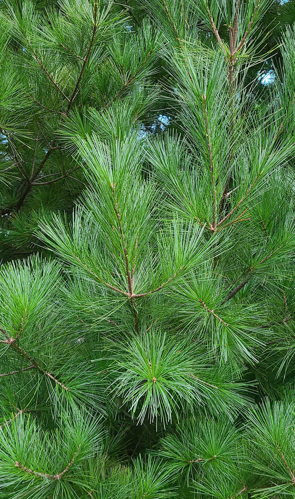 Closeup of branches of Eastern White Pine needles focusing on their long feathery traits.