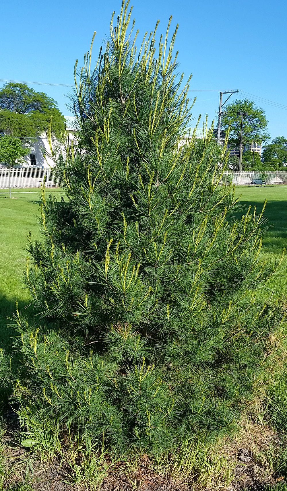 Example of a young Eastern White Pine tree displaying spring growth.
