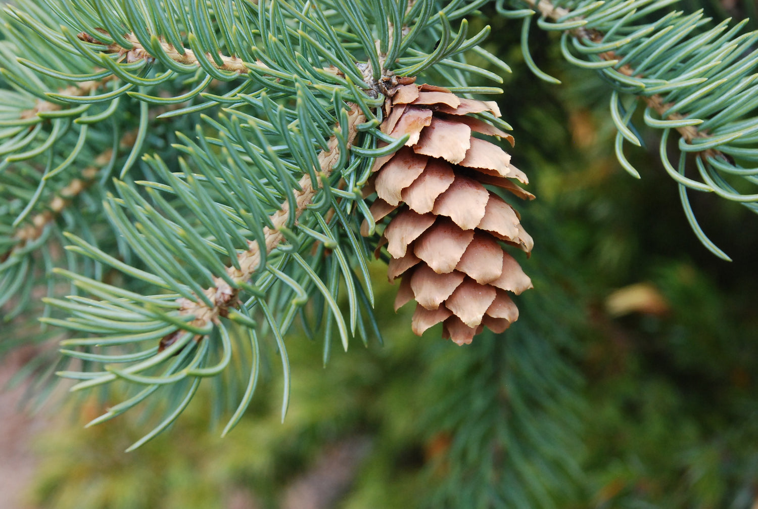 Fir Trees
