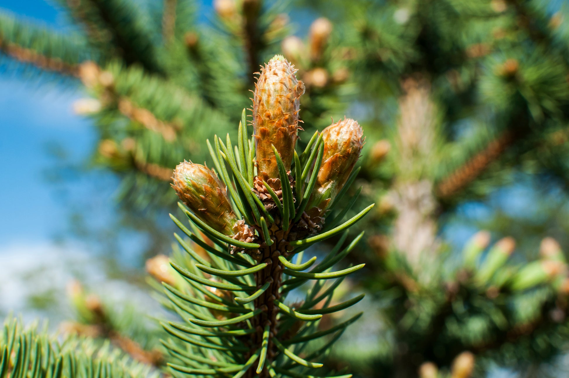 Closeup of evergreen concolor fir branch showing buds and needles