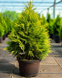 Arborvitae American