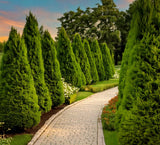 Arborvitae American