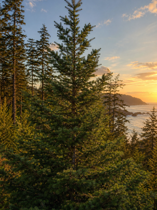 Douglas Fir - Pacific Coast Seedlings