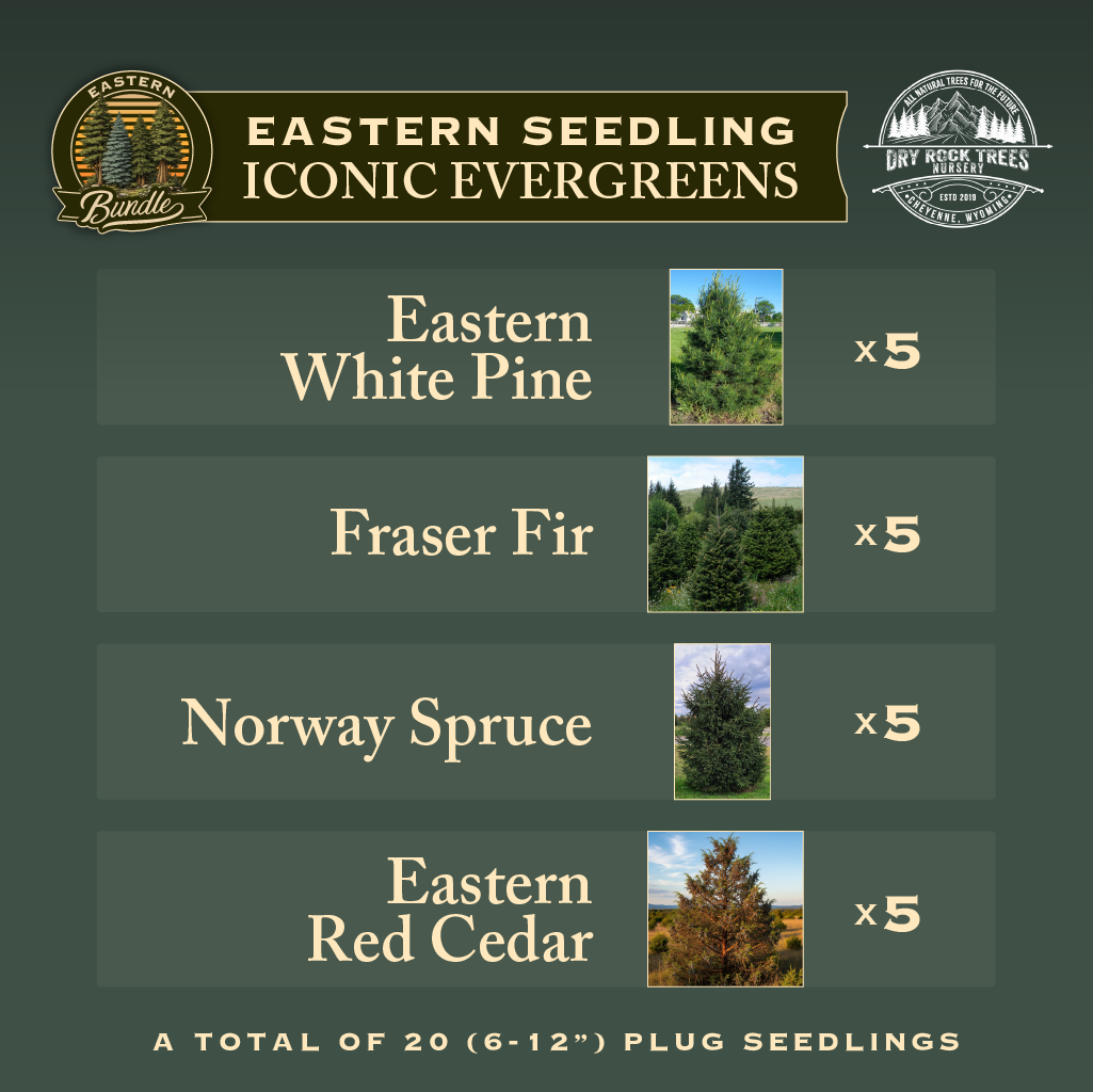 Eastern Seedling Iconic Evergreens Bundle image with details of what products and quantities the package includes.